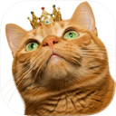 Cat Library icon