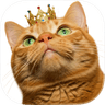 Icono de Cat Library